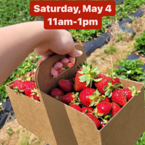 Strawberries & Hayrides! Hall Family Farm Day (Sat, May 4)