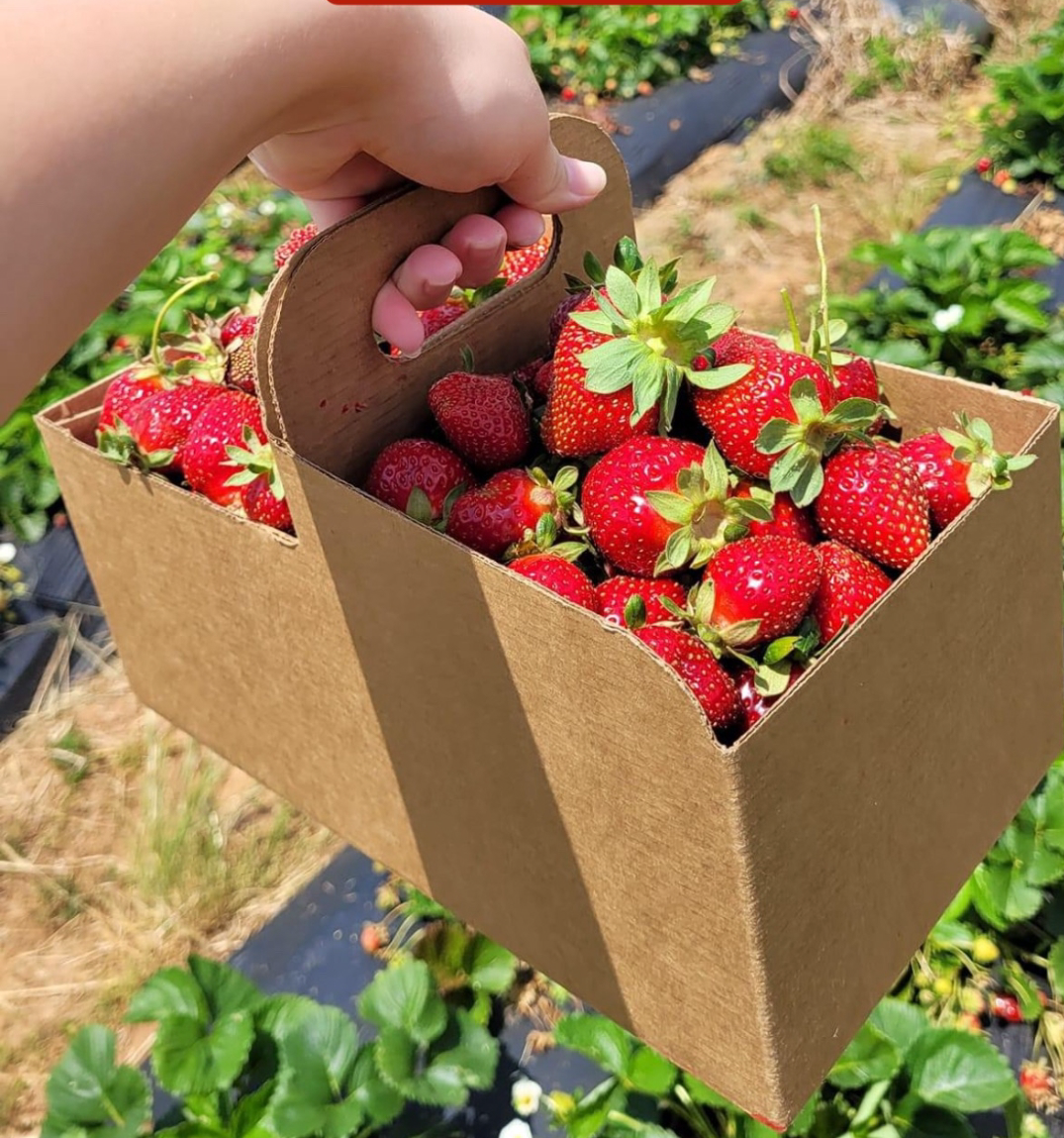 RESCHEDULED: Strawberries & Hayrides! Hall Family Farm Day (Sat, May 18)